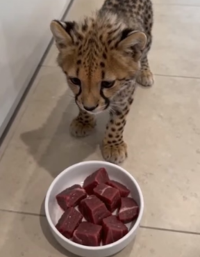 F1106008 The leopard mother gave me her baby. Their bond was deep (Part 2)