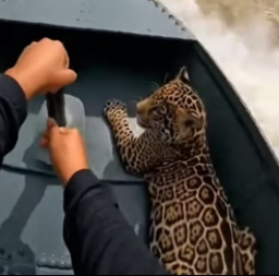 F1106009 An unforgettable experience in the Amazon Rainforest (Part 2)