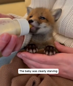 F1106012 During a heavy snowstorm, a fox came to our door carrying her pup (Part 2)