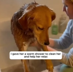 F1106005 Dog rescued after being stuck in the mud during a heavy storm (Part 2)