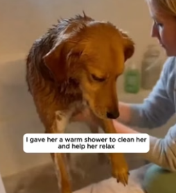 F1106005 Dog rescued after being stuck in the mud during a heavy storm (Part 2)