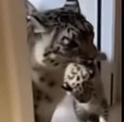 C1106001 From Freezing Cold to Warm Home_ Snow Leopard Rescue Story (Part 2)