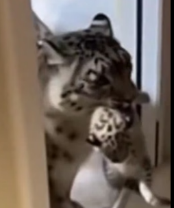 C1106001 From Freezing Cold to Warm Home_ Snow Leopard Rescue Story (Part 2)