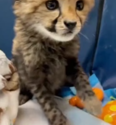 C1106006 I helped a cheetah save its cub, and then this happened (Part 2)