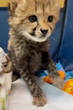 C1106006 I helped a cheetah save its cub, and then this happened (Part 2)