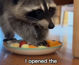 G1206007 Raccoon Finds Safety in My Home (Part 2)