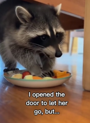 G1206007 Raccoon Finds Safety in My Home (Part 2)