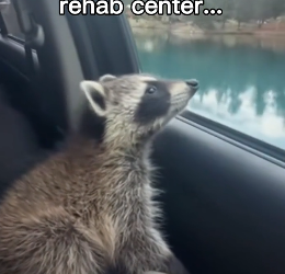 G1206004 Saved This Raccoon From Becoming Lunch