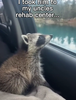 G1206004 Saved This Raccoon From Becoming Lunch