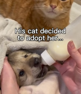 G1206009 I Wasn’t Ready for This Level of Cuteness (Part 2)
