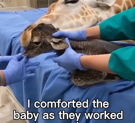 G1206012 A Gentle Rescue for a Gentle Giraffe (Part 2)