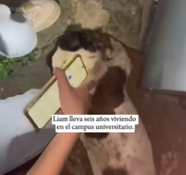 The puppy is a superhero; it saved a cat (Part 2)