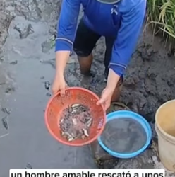 R1206003 A kind man rescued small fish that were about to die in a mud pit, and then (Part 2)