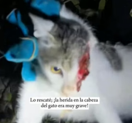 R1206009 A stray cat suffered a head injury, and then (Part 2)