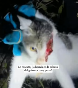 R1206009 A stray cat suffered a head injury, and then (Part 2)