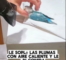 R1206006 I found a parrot that was soaked by the rain outdoors. (Part 2)