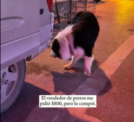 R1206007 A sick dog was chained to the side of the road. (Part 2)
