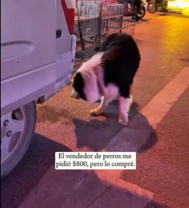 R1206007 A sick dog was chained to the side of the road. (Part 2)