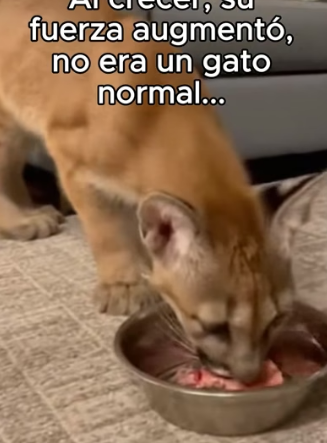 H0106005 Pensé Que Era Un Gato❤️ (Part 2)