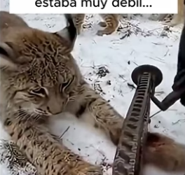 A1206001 La naturaleza no pide permiso para mostrarnos su lado más crudo y real (Part 2)