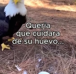V1206001 Águila Necesitaba Ayuda❤️ (Part 2)