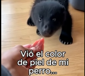 V1206008 Mi Perro Crió A Un Oso❤️ (Part 2)