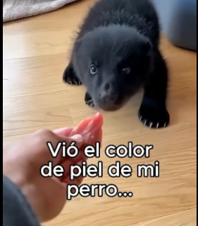 V1206008 Mi Perro Crió A Un Oso❤️ (Part 2)