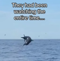 T1206008 Dolphins use us to save turtle! (Part 2)