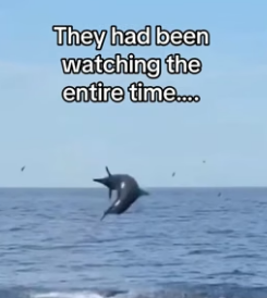 T1206008 Dolphins use us to save turtle! (Part 2)