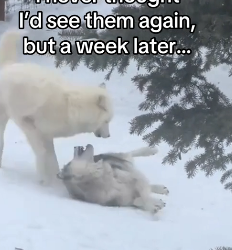 T1206005 wolves ask man for help (Part 2)