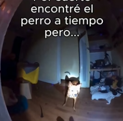 B1206009 Perdí Mi Trabajo Por Salvar A Perro (Part 2)