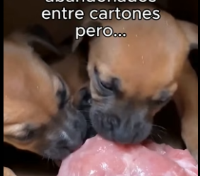 B1206005 Robó Para Sus Bebes❤️ (Part 2)