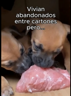 B1206005 Robó Para Sus Bebes❤️ (Part 2)