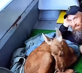 H1306011 Rescue a baby moose abandoned by its mother (Part 2)