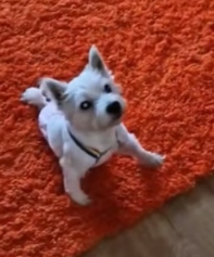 H1306001 Rescue a dog with two broken legs (Part 2)