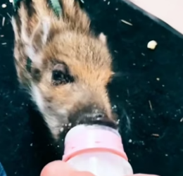 H1306009 Rescue a baby wild boar and then (Part 2)