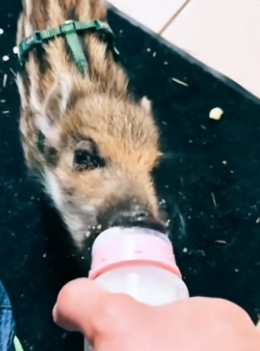 H1306009 Rescue a baby wild boar and then (Part 2)