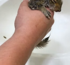 H1306003 Rescue a squirrel  (Part 2)