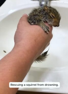 H1306003 Rescue a squirrel (Part 2)