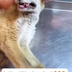 H1306005 My dog brought home a fox and then (Part 2)