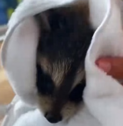 H1306010 I found a baby raccoon exhausted from hunger (Part 2)
