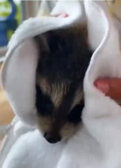 H1306010 I found a baby raccoon exhausted from hunger (Part 2)