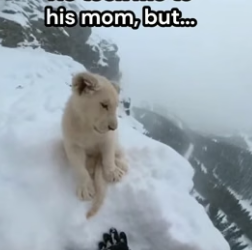 G1406004 Lion cub lead me to his mother�❤️ (Part 2)