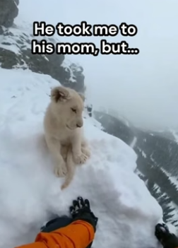 G1406004 Lion cub lead me to his mother�❤️ (Part 2)