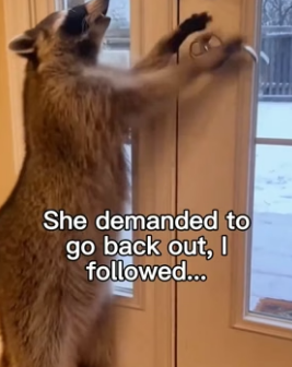 G1406012 Raccoon was so thankful! ❤️ (Part 2)