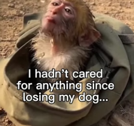 G1406003 Monkey had nowhere else to go until they came (Part 2)