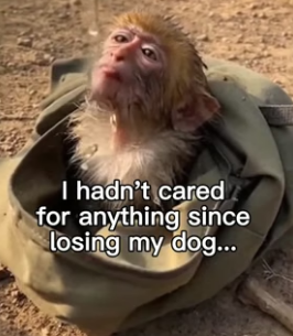 G1406003 Monkey had nowhere else to go until they came (Part 2)