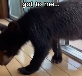 G1406010 Bear runs for his life to find a new one (Part 2)