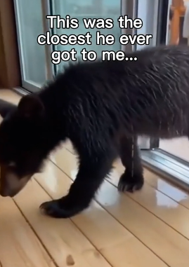 G1406010 Bear runs for his life to find a new one (Part 2)