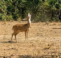 Y1304011 Crows Find Idea For Deer (Part 2)